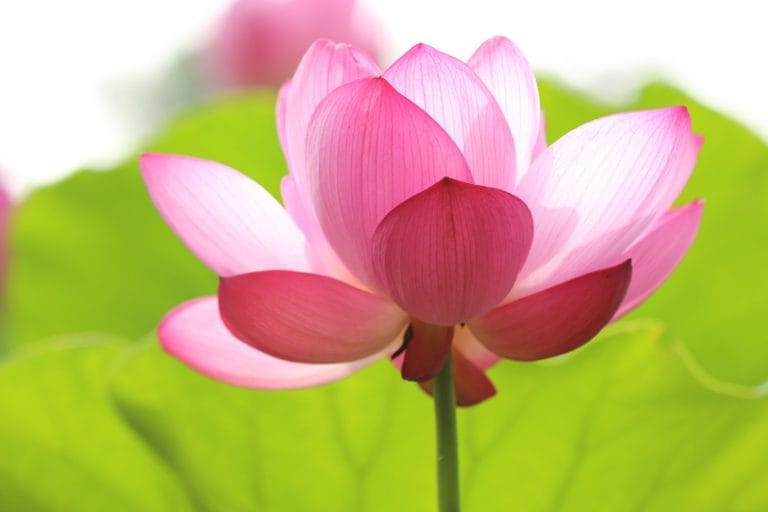 pink lotus